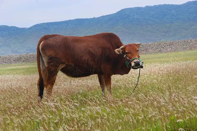 牛 黄牛图片_牛 黄牛高清图片_全景视觉