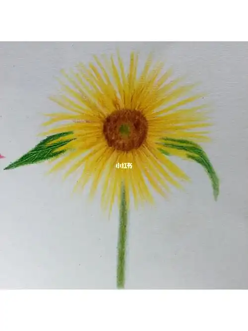 零基础彩铅简单的花卉教程一