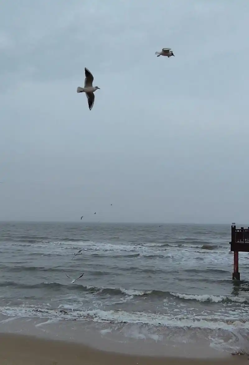 一座礼堂,一座图书馆,就这样静静的,孤独的与大海相伴,而海鸥则翱翔