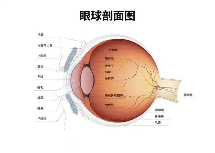 想要弄清"近视可不可逆",先来看懂"近视"是什么?