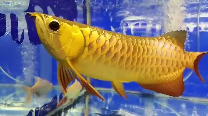 土豪家的霸气鱼缸只养金色大龙鱼水清鱼靓感觉漂亮又拉风