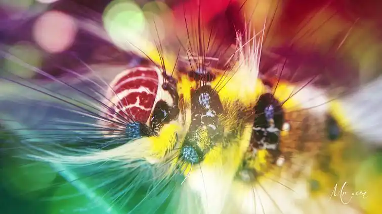 《猫猫虫》|摄影|动物|sununy - 原创作品 - 站酷 (zcool)