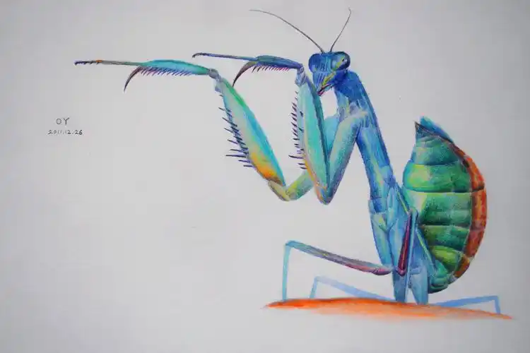 oy手绘:一些螳螂