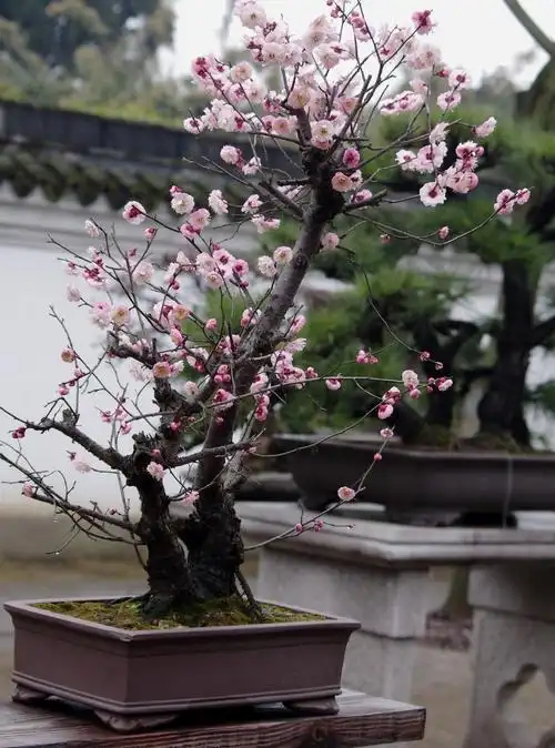 古猗园的盆景梅花品牌名称: 腊梅盆景树桩实物封后梅花盆栽红梅盆景