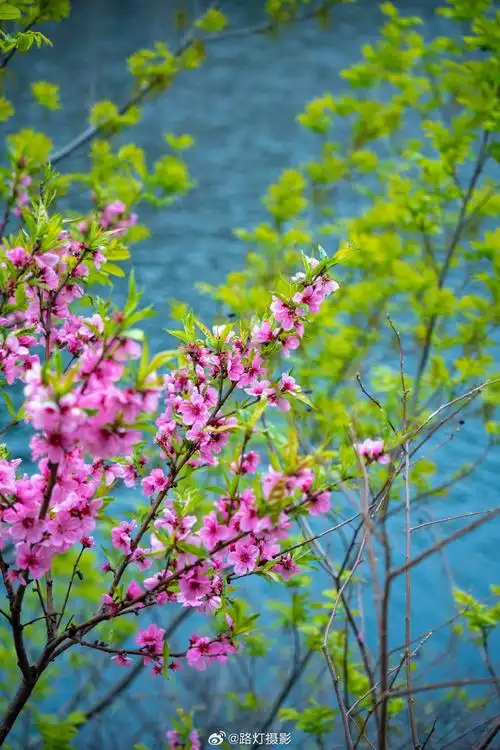 嗨拍崂山##花海青岛恣在生活