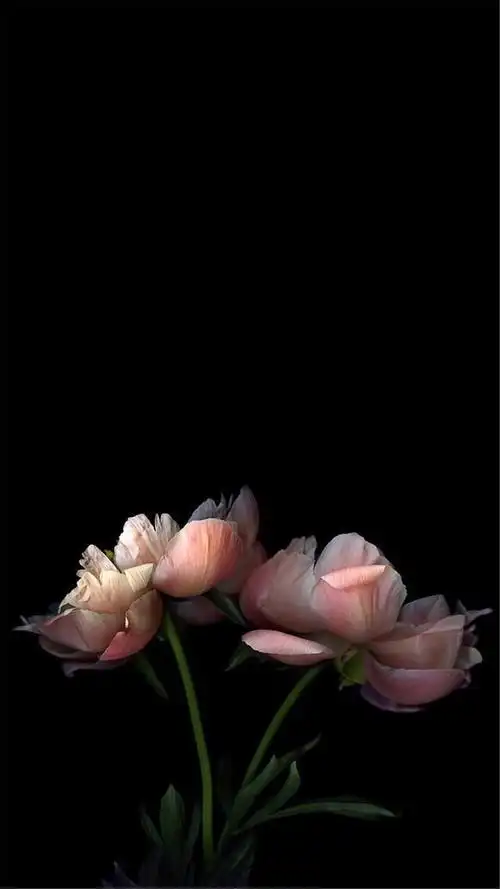 纯黑系花卉植物高清手机壁纸 _ 图片网
