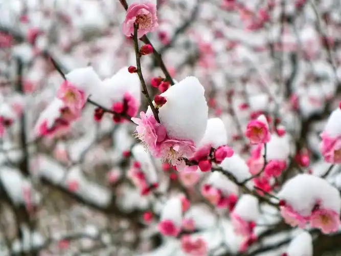 雪后梅花