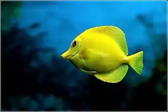 黄三角倒吊海水鱼