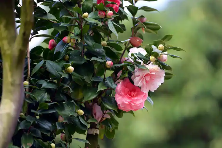 给它喂点这东西,茶花最爱!花准开得又大又香!