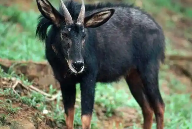 惠州市惠东县一居民小区惊现国家二级保护动物鬣羚长相四不像