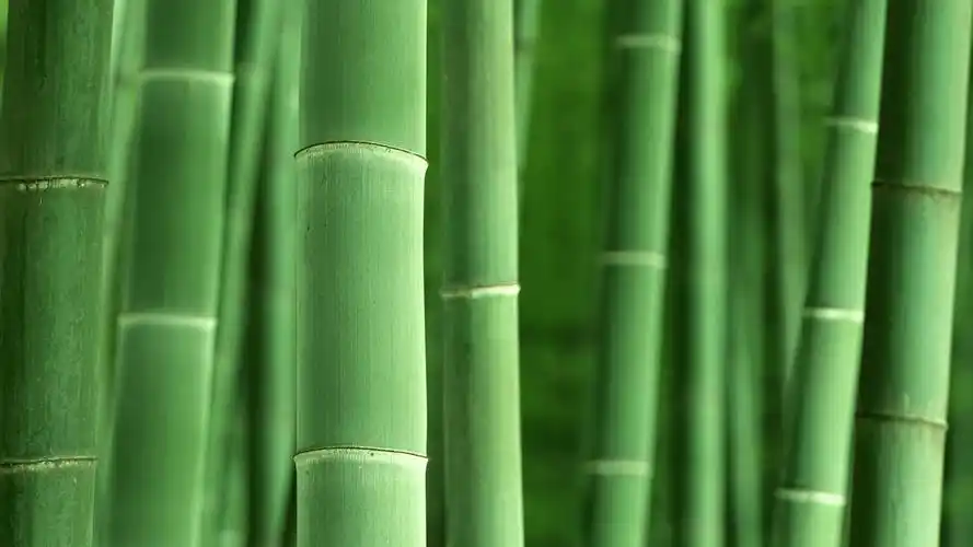 竹海风光,高清图片,电脑桌面-壁纸族