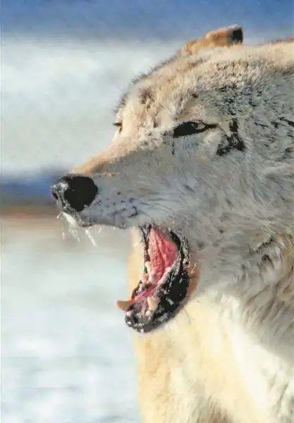 深度揭秘电影《狼图腾》中16只狼的故事