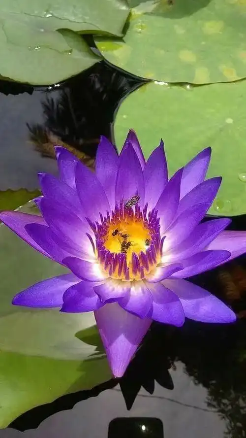 【音画诗赏】七彩莲花,为您盛开