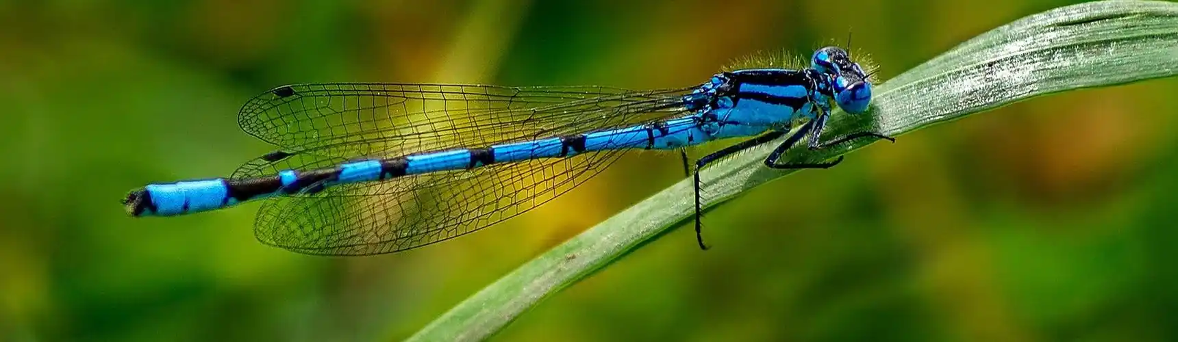 蜻蜓,无脊椎动物,节肢动物门,昆虫纲,有翅亚纲,蜻蜓目,差翅亚目,分蜻