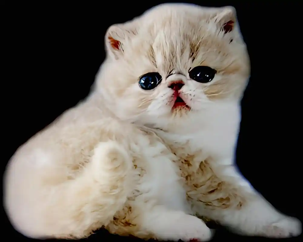 每天认识一种动物——波斯猫 波斯猫别名喜马拉雅猫,杂交猫科动物,原