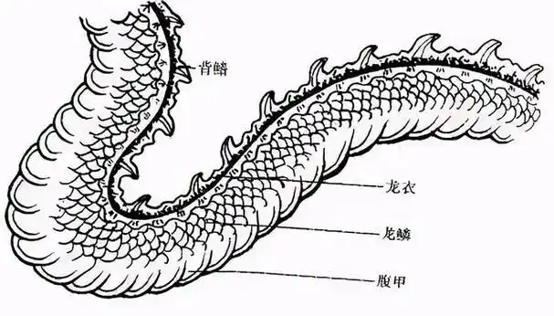 龙的躯干示意图