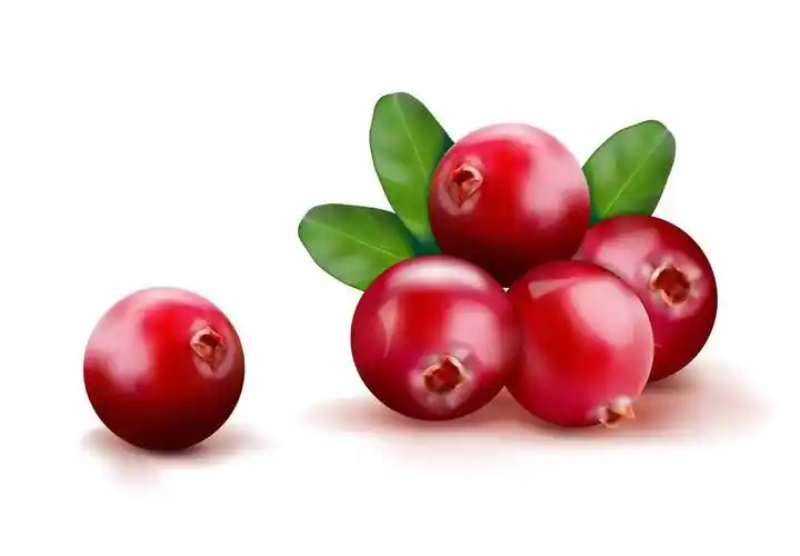 α-熊果苷的研究进展_反应_satoshi_et