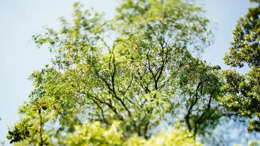 树的背景虚化壁纸