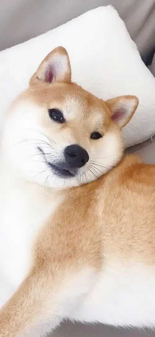 呆萌可爱小狗高清手机壁纸_动物_手机壁纸下载_美桌网