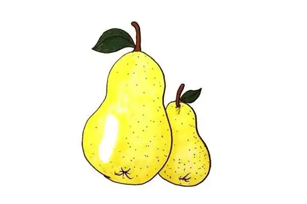 梨的简笔画 简单的梨画法步骤图解教程