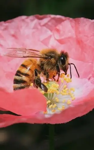 蜜蜂与花高清微距图片壁纸2