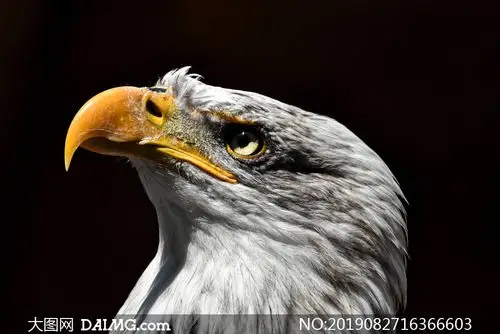 一只抬头往上看的老鹰特写摄影图片_大图网图片素材