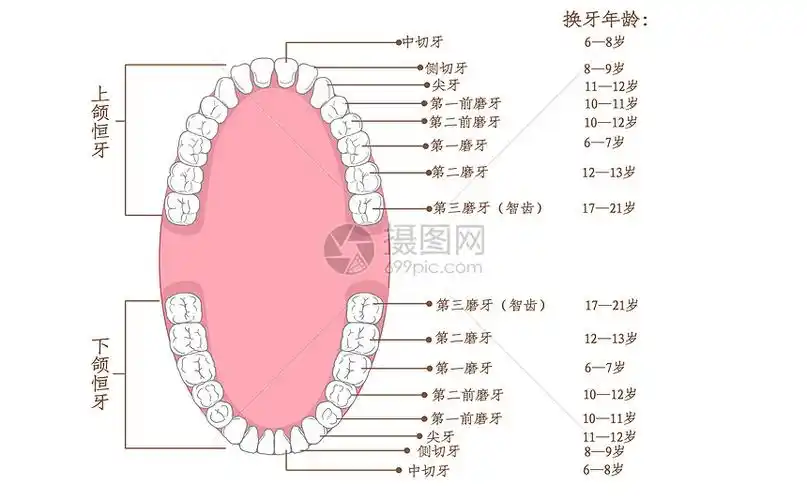 牙齿生长年龄科普插画