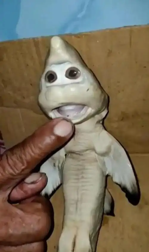 印度尼西亚一渔民捕捉到的幼鲨面部酷似 "人脸"|印度尼西亚_社会|鲨鱼