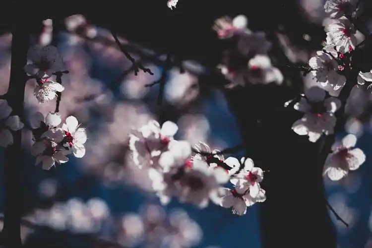 实拍奥森杏花盛开,佳木斯市市花,好看还能美容