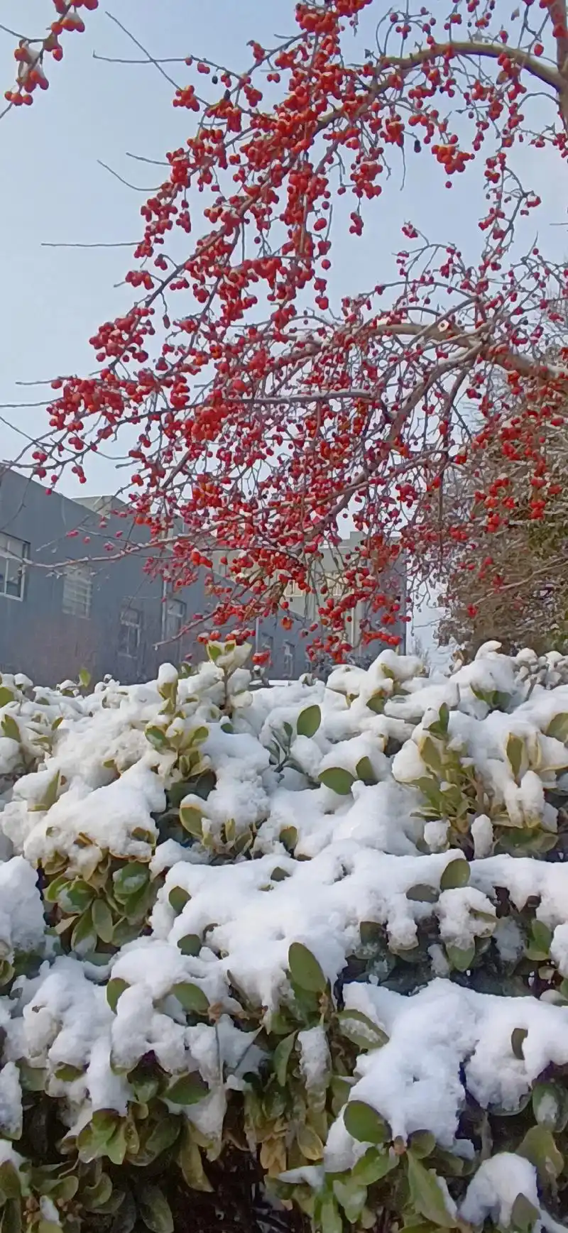 雪映海棠别样红! 2023.12.16 雪中的红色海棠挂满枝 - 抖音