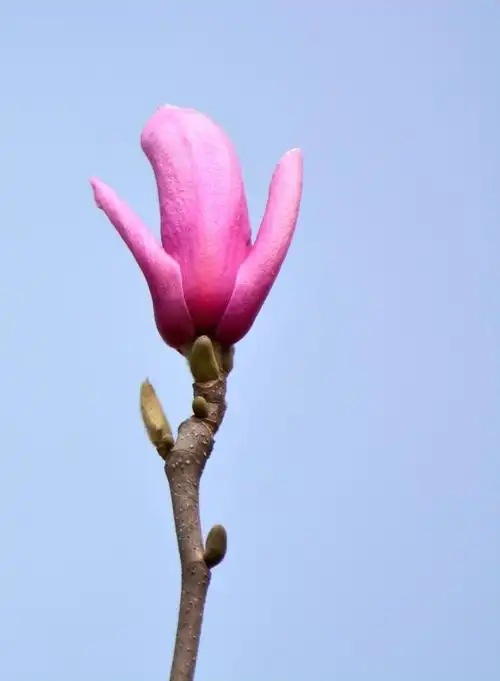 含苞待放的紫玉兰图片