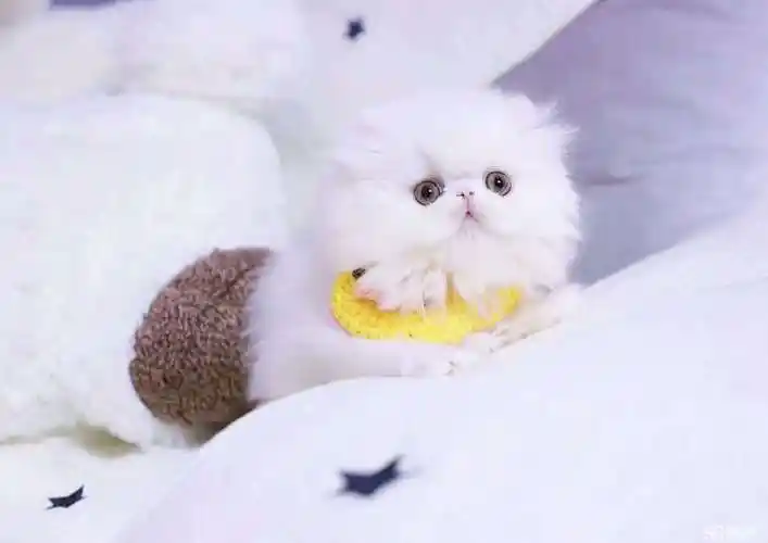 波斯猫幼猫 办公桌上的招财猫 纯白色水滴大眼波斯猫