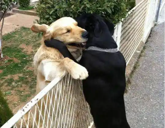 为什么狗狗交配会连在一起长时间不能分离