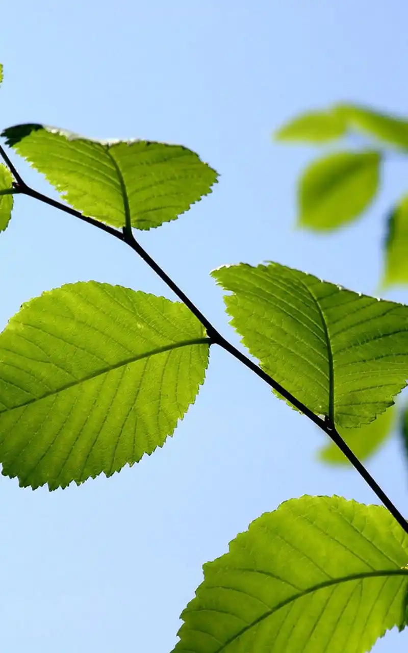 好看绿色植物高清手机壁纸第二辑