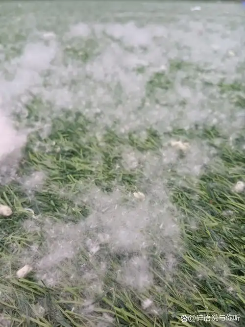 这着是柳絮还是杨絮呢?落了浅浅一层.