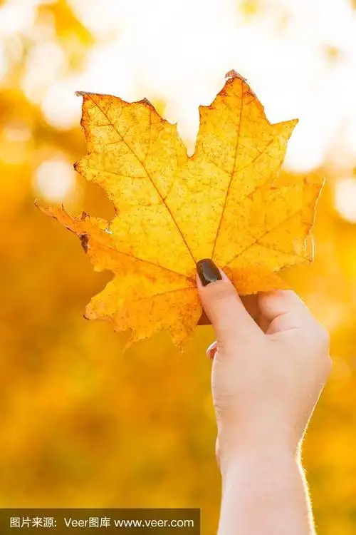 女孩的手握着一片黄色的枫叶,背景是黄色的秋天