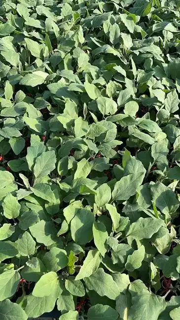 紫红线茄子苗 杭茄2010种苗 早春茄子苗基地-搜采通