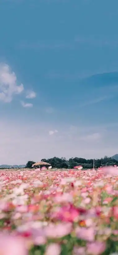 iphonex/xs/max 植物花卉 背景 主屏幕壁纸