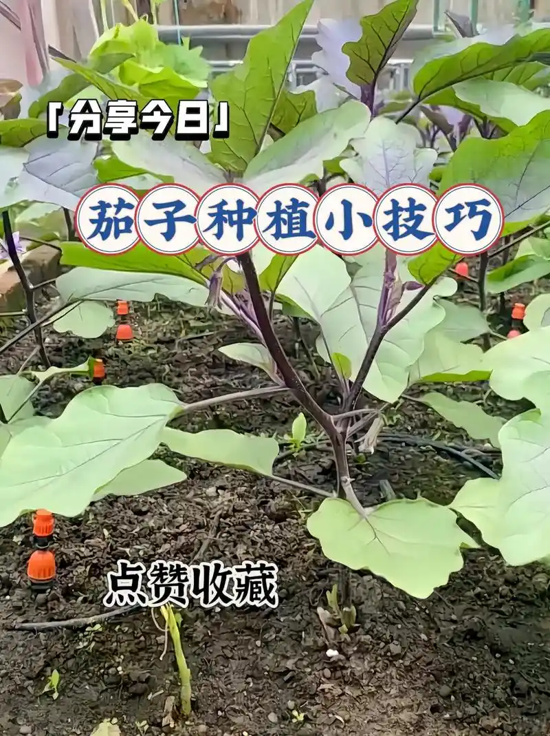 茄子种植小技巧.种植小技巧来了,种植茄子的家人们,可以试试, - 抖音