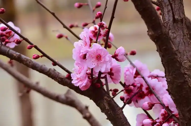 《美人梅,是今年最后开花的品种》【原创拍摄】