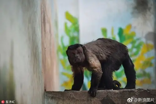 天津丑萌网红人脸猴火了国字脸爱吐舌成行走的表情包