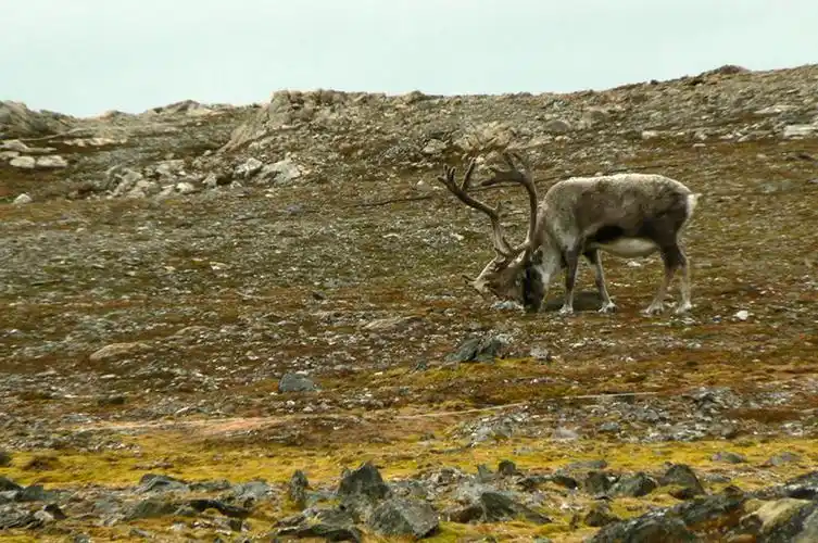 p>斯瓦尔巴德群岛驯鹿(学名:rangifer tarandus platyrhynchus)是
