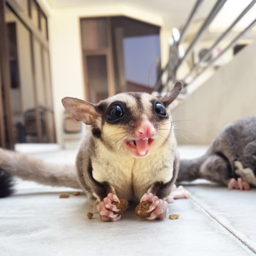 除了糖 我还有别的吃的哟 蜜袋鼯真是只可爱的宝宝,它是宠物君见过的