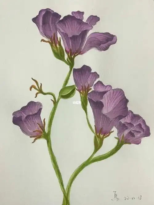 水彩花卉画忘忧勿忘我