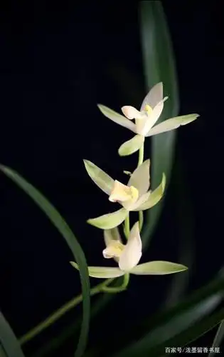 花中君子兰花手机壁纸图片