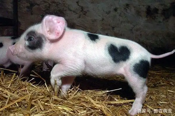 乌克兰小乳猪哈哈哈,太可爱了,我的心都被它萌化了.