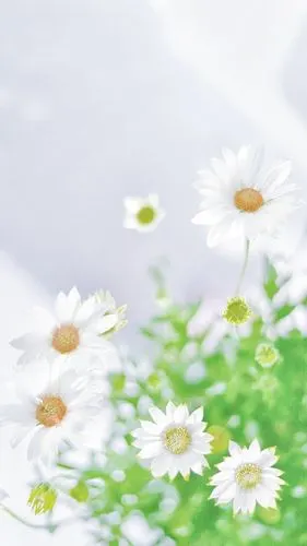 小清新白色小花手机壁纸