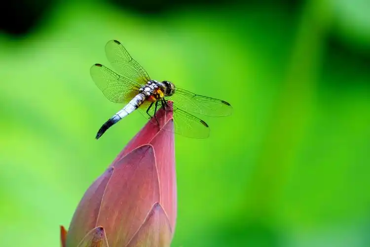 蜻蜓立在荷花上,受用香风不肯飞.