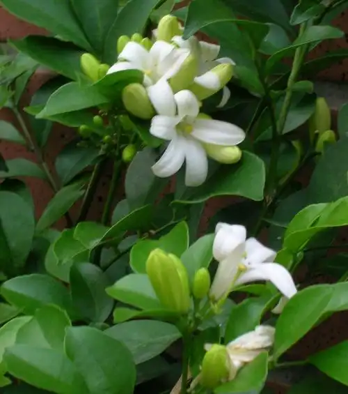 七里香花的养殖方法