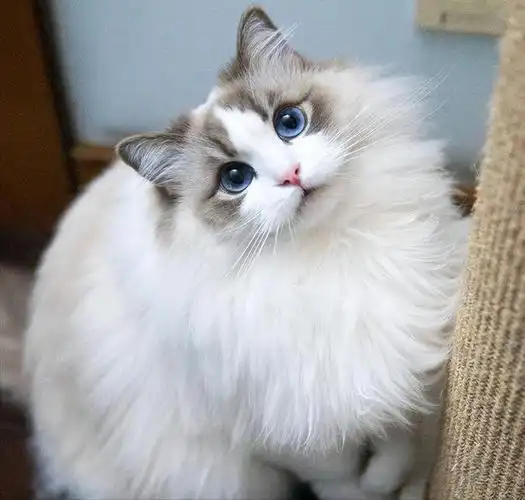 布偶猫是一只很受欢迎的猫咪,毕竟它的颜值真的太高了.